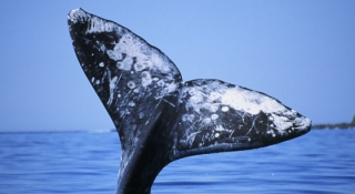 Avistamiento de ballenas